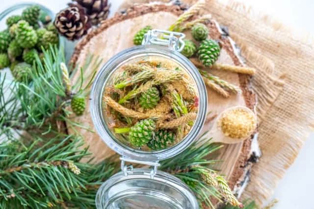 Jak zrobić nalewkę z pędów sosny - prosty przepis na zdrowie