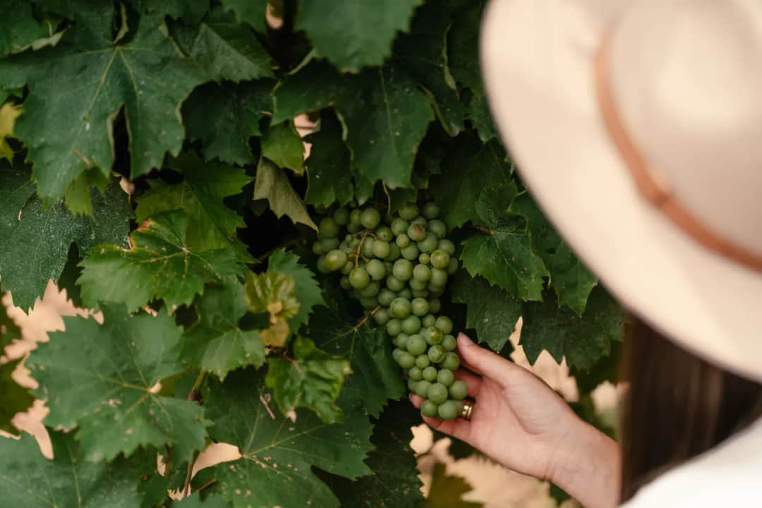 Słodkie węgierskie wino produkowane podobnie jak tokaj – poznaj różnice